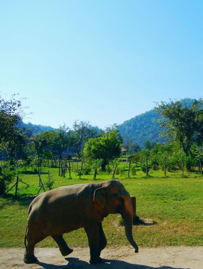 Olifant Natuurpark in Chiang Mai, Thailand