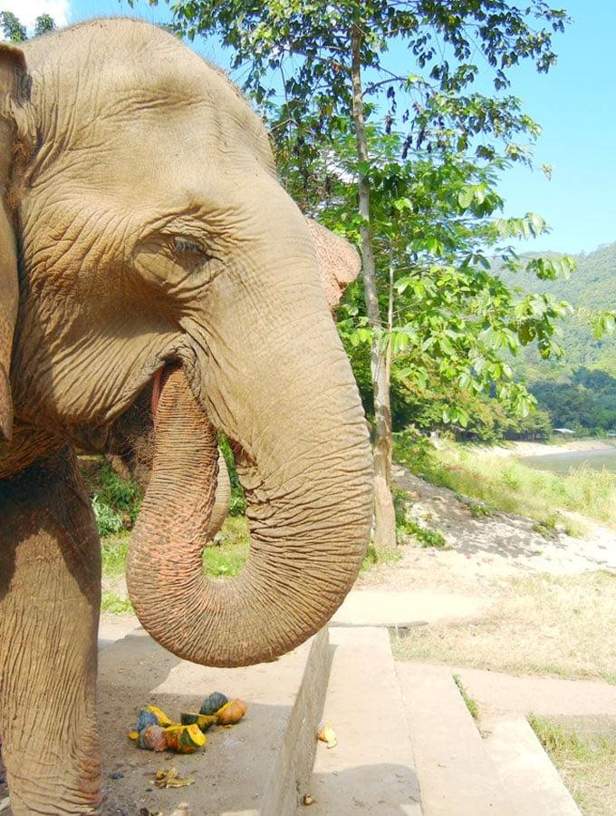 Pragtige Olifant by Olifant Natuurpark in Chiang Mai