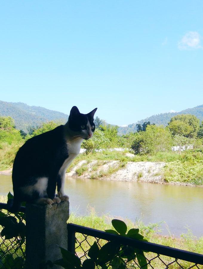 Katte by Olifant Natuurpark