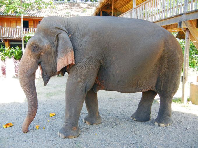Olifant Natuurpark