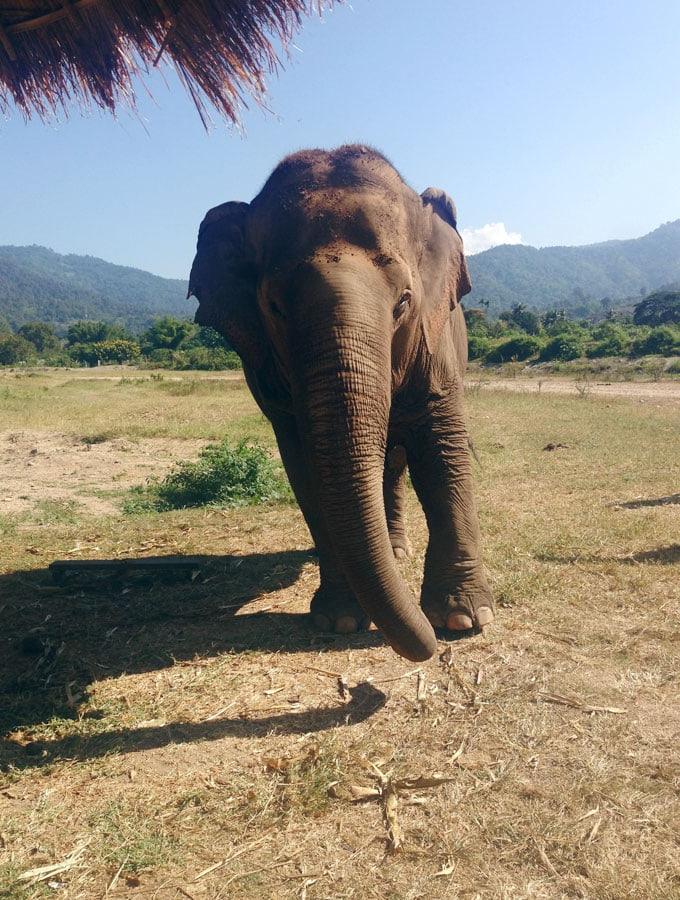 Besoek die Olifant Natuurpark in Thailand