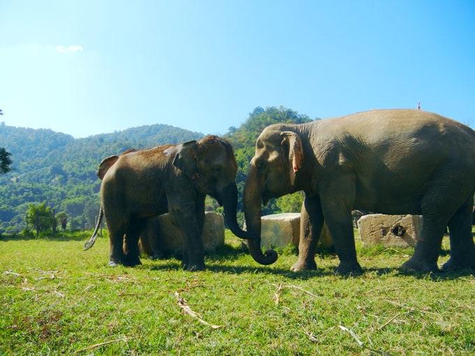 Olifant Natuurpark resensie