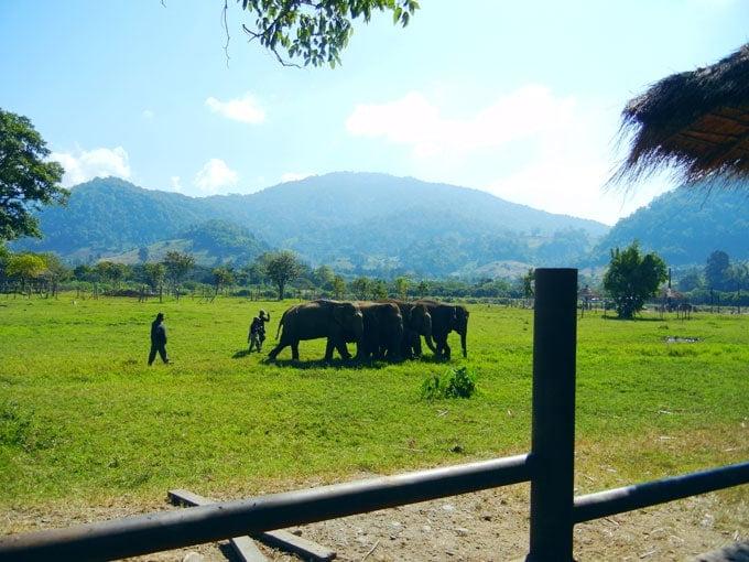 Pragtige Olifant Natuurpark Chiang Mai