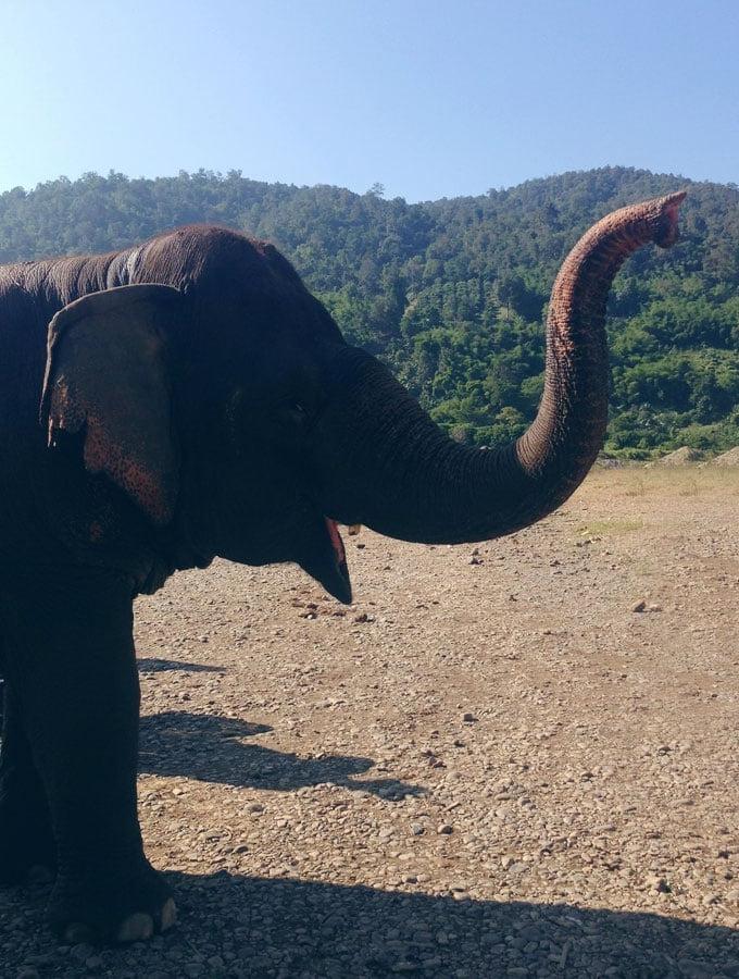 Pragtige Olifant Natuurpark Chiang Mai