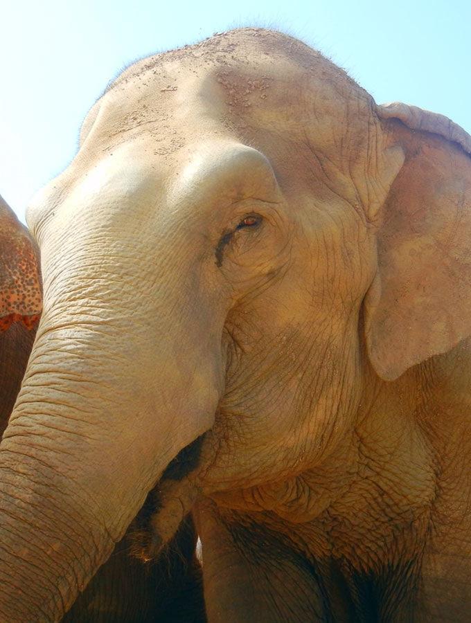 Pragtige Olifant by Olifant Natuurpark in Chiang Mai